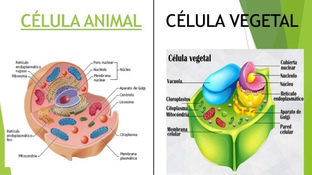 Partes de una celula vegetal