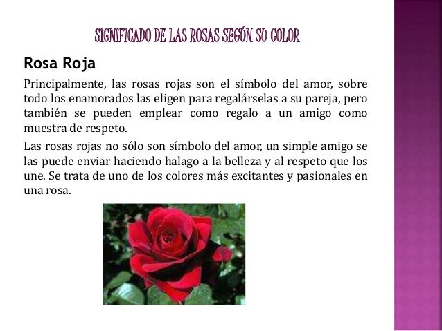 Diapositivas La Rosa Roja