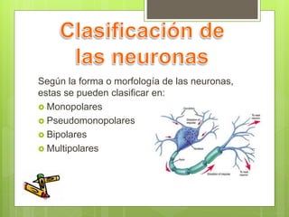 Según la forma o morfología de las neuronas,
estas se pueden clasificar en:
 Monopolares
 Pseudomonopolares
 Bipolares
 Multipolares
 