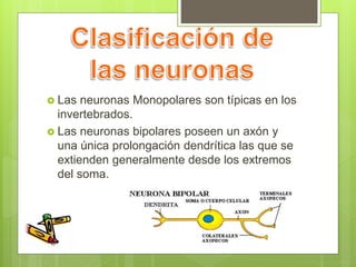  Las neuronas Monopolares son típicas en los
invertebrados.
 Las neuronas bipolares poseen un axón y
una única prolongación dendrítica las que se
extienden generalmente desde los extremos
del soma.
 