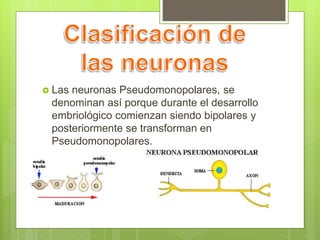  Las neuronas Pseudomonopolares, se
denominan así porque durante el desarrollo
embriológico comienzan siendo bipolares y
posteriormente se transforman en
Pseudomonopolares.
 