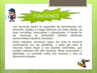 Las neuronas tienen la capacidad de comunicarse con
precisión, rapidez y a larga distancia con otras células, ya
sean nerviosas, musculares o glandulares. A través de
las neuronas se transmiten señales eléctricas
denominadas impulsos nerviosos.
Estos impulsos nerviosos viajan por toda la neurona
comenzando por las dendritas, y pasa por toda la
neurona hasta llegar a los botones terminales, que
pueden conectar con otra neurona, fibras musculares o
glándulas. La conexión entre una neurona y otra se
denomina sinapsis.
FUNCIONES
 