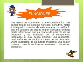 FUNCIONES
Las neuronas conforman e interconectan los tres
componentes del sistema nervioso: sensitivo, motor
e integrador o mixto; de esta manera, un estímulo
que es captado en alguna región sensorial entrega
cierta información que es conducida a través de las
neuronas y es analizada por el componente
integrador, el cual puede elaborar una respuesta,
cuya señal es conducida a través de las neuronas.
Dicha respuesta es ejecutada mediante una acción
motora, como la contracción muscular o secreción
glandular.
 