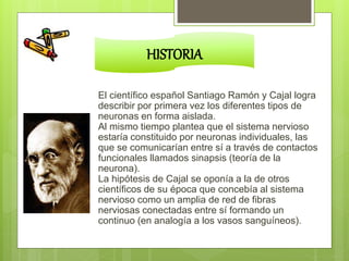 El científico español Santiago Ramón y Cajal logra
describir por primera vez los diferentes tipos de
neuronas en forma aislada.
Al mismo tiempo plantea que el sistema nervioso
estaría constituido por neuronas individuales, las
que se comunicarían entre sí a través de contactos
funcionales llamados sinapsis (teoría de la
neurona).
La hipótesis de Cajal se oponía a la de otros
científicos de su época que concebía al sistema
nervioso como un amplia de red de fibras
nerviosas conectadas entre sí formando un
continuo (en analogía a los vasos sanguíneos).
HISTORIA
 
