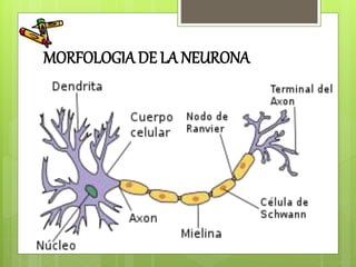 MORFOLOGIA DE LA NEURONA
 