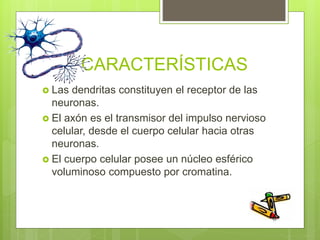 CARACTERÍSTICAS
 Las dendritas constituyen el receptor de las
neuronas.
 El axón es el transmisor del impulso nervioso
celular, desde el cuerpo celular hacia otras
neuronas.
 El cuerpo celular posee un núcleo esférico
voluminoso compuesto por cromatina.
 