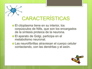CARACTERÍSTICAS
 El citoplasma tiene en su interior, los
corpúsculos de Nills, que son los encargados
de la síntesis proteica de la neurona.
 El aparato de Golgi, participa en el
metabolismo neuronal.
 Las neurofibrillas atraviesan el cuerpo celular
contactando, con las dendritas y el axón.
 