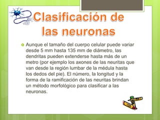  Aunque el tamaño del cuerpo celular puede variar
desde 5 mm hasta 135 mm de diámetro, las
dendritas pueden extenderse hasta más de un
metro (por ejemplo los axones de las neuritas que
van desde la región lumbar de la médula hasta
los dedos del pie). El número, la longitud y la
forma de la ramificación de las neuritas brindan
un método morfológico para clasificar a las
neuronas.
 