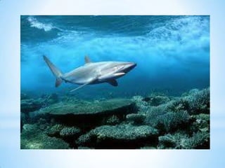 Diapositivas (liquidos ii )