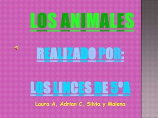 LOS ANIMALES REALIZADOPOR: LOS LINCES DE 5ºA Laura A, Adrian C, Silvia y Malena 