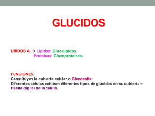 GLUCIDOS
UNIDOS A : Lípidos: Glucolípidos.
Proteínas: Glucoproteínas.
FUNCIONES
Constituyen la cubierta celular o Glucocálix:
Diferentes células exhiben diferentes tipos de glúcidos en su cubierta =
Huella digital de la célula.
 