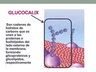 GLUCOCALIX
Son cadenas de
hidratos de
carbono que se
unen a las
proteínas o
fosfolípidos del
lado externo de
la membrana,
formando
glicoproteínas y
glicolípidos,
respectivamente
.
 