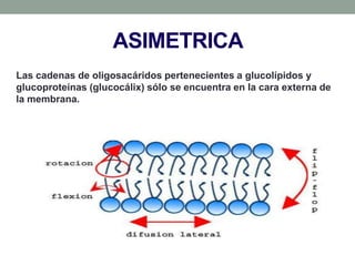 ASIMETRICA
Las cadenas de oligosacáridos pertenecientes a glucolípidos y
glucoproteínas (glucocálix) sólo se encuentra en la cara externa de
la membrana.
 