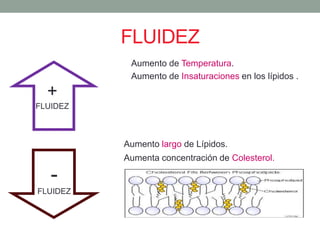 FLUIDEZ
+
FLUIDEZ
-
FLUIDEZ
Aumento de Temperatura.
Aumento de Insaturaciones en los lípidos .
Aumento largo de Lípidos.
Aumenta concentración de Colesterol.
 