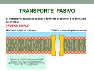 TRANSPORTE PASIVO
El transporte pasivo se realiza a favor de gradiente, sin consumo
de energía.
DIFUSION SIMPLE
Difusión a través de la bicapa Difusión a través de proteínas canal
Mediante este mecanismo atraviesan moléculas
lipídicas (hormonas esteroides), sustancias
apolares (O2, N2) y débilmente polares (H2O, CO2,
etanol, urea,...) sin carga eléctrica.
 