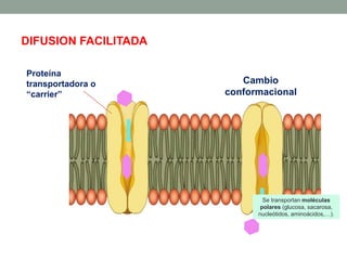DIFUSION FACILITADA
Proteína
transportadora o
“carrier”
Cambio
conformacional
Se transportan moléculas
polares (glucosa, sacarosa,
nucleótidos, aminoácidos,…).
 