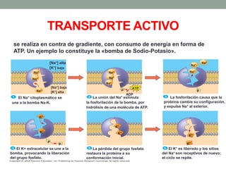 TRANSPORTE ACTIVO
se realiza en contra de gradiente, con consumo de energía en forma de
ATP. Un ejemplo lo constituye la «bomba de Sodio-Potasio».
Na+
Na+
Na+
Na+
Na+
Na+
Na+
Na+
Na+
[Na+] alta
[K+] baja
[Na+] baja
[K+] alta
ATP
ADP
P P
P
P
El Na+ citoplasmático se
une a la bomba Na-K.
La unión del Na+ estimula
la fosforilación de la bomba, por
hidrólisis de una molécula de ATP.
La fosforilación causa que la
proteína cambie su configuración,
y expulse Na+ al exterior.
El K+ extracelular se une a la
bomba, provocando la liberación
del grupo fosfato.
La pérdida del grupo fosfato
restaura la proteína a su
conformación inicial.
El K+ es liberado y los sitios
del Na+ son receptivos de nuevo;
el ciclo se repite.
 