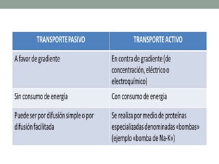 MEMBRANA PLASMATICA 