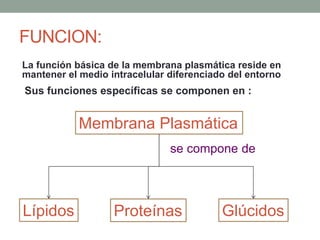 FUNCION:
La función básica de la membrana plasmática reside en
mantener el medio intracelular diferenciado del entorno
Sus funciones específicas se componen en :
Membrana Plasmática
Lípidos Proteínas Glúcidos
se compone de
 