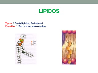 LIPIDOS
Tipos Fosfolípidos, Colesterol.
Función  Barrera semipermeable.
 