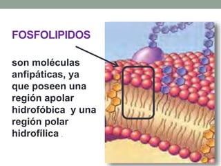 FOSFOLIPIDOS
son moléculas
anfipáticas, ya
que poseen una
región apolar
hidrofóbica y una
región polar
hidrofílica .
 