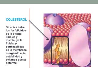 COLESTEROL
Se ubica entre
los fosfolípidos
de la bicapa
lipídica y
disminuye la
fluidez y
permeabilidad
de la membrana,
otorgando más
estabilidad y
evitando que se
deforme.
 