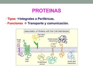 PROTEINAS
• Tipos Integrales o Periféricas.
• Funciones  Transporte y comunicación.
 