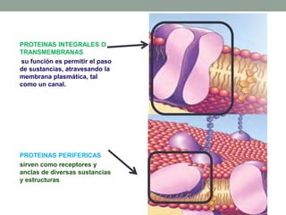 PROTEINAS INTEGRALES O
TRANSMEMBRANAS
su función es permitir el paso
de sustancias, atravesando la
membrana plasmática, tal
como un canal.
PROTEINAS PERIFERICAS
sirven como receptores y
anclas de diversas sustancias
y estructuras
 