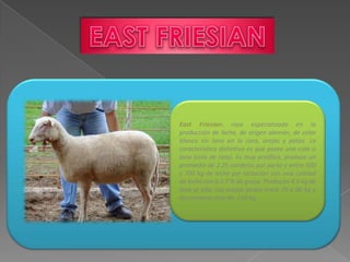 East Friesian: raza especializada en la
producción de leche, de origen alemán, de color
blanco sin lana en la cara, orejas y patas. La
característica distintiva es que posee una cola si
lana (cola de rata). Es muy prolífica, produce un
promedio de 2.25 corderos por parto y entre 500
y 700 kg de leche por lactación con una calidad
de leche con 6 ó 7 % de grasa. Producen 4.5 kg de
lana al año. Las ovejas pesan entre 70 y 90 kg y
los carneros más de 110 kg.
 