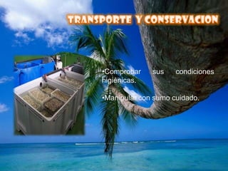 TRANSPORTE  Y CONSERVACIONComprobar sus condiciones higiénicas.