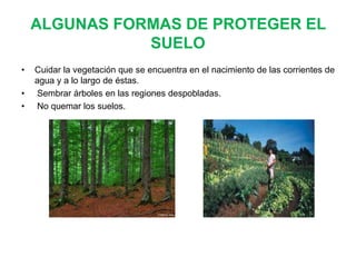ALGUNAS FORMAS DE PROTEGER EL
SUELO
•

•
•

Cuidar la vegetación que se encuentra en el nacimiento de las corrientes de
agua y a lo largo de éstas.
Sembrar árboles en las regiones despobladas.
No quemar los suelos.

 