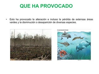 QUE HA PROVOCADO
•

Esto ha provocado la alteración e incluso la pérdida de extensas áreas
verdes y la disminución o desaparición de diversas especies.

 