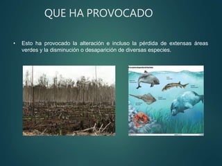 QUE HA PROVOCADO
• Esto ha provocado la alteración e incluso la pérdida de extensas áreas
verdes y la disminución o desaparición de diversas especies.
 