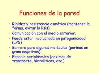 Funciones de la pared
• Rigidez y resistencia osmótica (mantener la
forma, evitar la lisis).
• Comunicación con el medio exterior.
• Puede estar involucrada en patogenicidad
(LPS)
• Barrera para algunas moléculas (porinas en
gram negativos).
• Espacio periplásmico (enzimas de
transporte, hidrolíticas, etc.)
 
