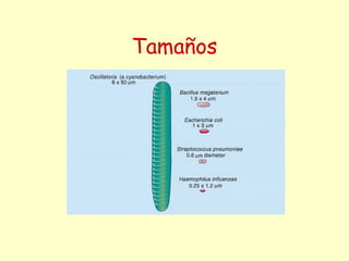 Tamaños
 