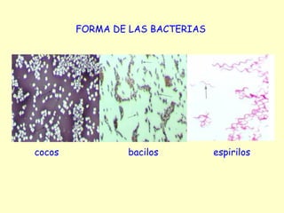 cocos bacilos espirilos
FORMA DE LAS BACTERIAS
 