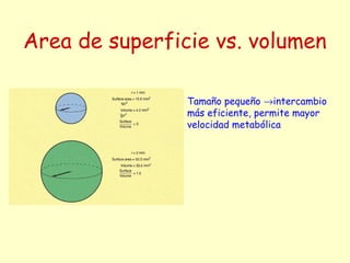 Area de superficie vs. volumen
Tamaño pequeño →intercambio
más eficiente, permite mayor
velocidad metabólica
 