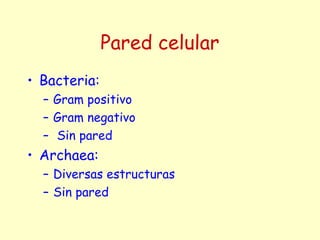 Pared celular
• Bacteria:
– Gram positivo
– Gram negativo
– Sin pared
• Archaea:
– Diversas estructuras
– Sin pared
 