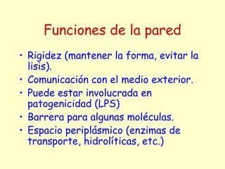Funciones de la pared
• Rigidez (mantener la forma, evitar la
lisis).
• Comunicación con el medio exterior.
• Puede estar involucrada en
patogenicidad (LPS)
• Barrera para algunas moléculas.
• Espacio periplásmico (enzimas de
transporte, hidrolíticas, etc.)
 