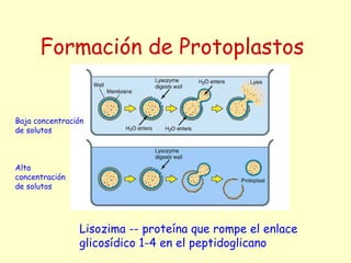 Formación de Protoplastos
Alta
concentración
de solutos
Baja concentración
de solutos
Lisozima -- proteína que rompe el enlace
glicosídico 1-4 en el peptidoglicano
 