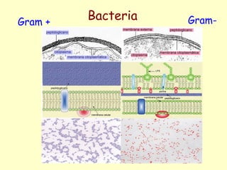 Gram + Gram-Bacteria
 