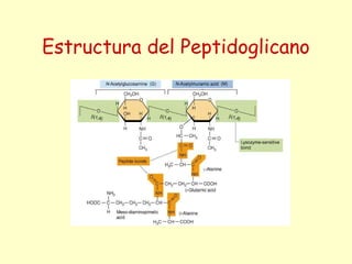Estructura del Peptidoglicano
 
