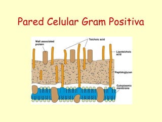 Pared Celular Gram Positiva
 