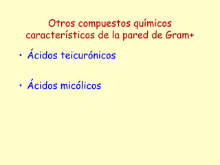 Otros compuestos químicos
característicos de la pared de Gram+
• Ácidos teicurónicos
• Ácidos micólicos
 