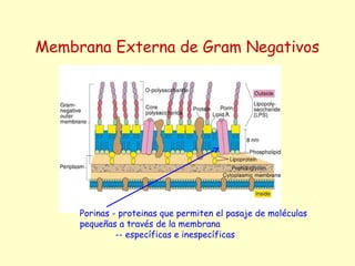 Membrana Externa de Gram Negativos
Porinas - proteinas que permiten el pasaje de moléculas
pequeñas a través de la membrana
-- específicas e inespecíficas
 