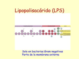 Lipopolisacárido (LPS)
Solo en bacterias Gram negativas
Parte de la membrana externa
 
