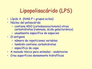 Lipopolisacárido (LPS)
• Lípido A (NAG-P + grupos acilos)
• Núcleo del polisacárido
– contiene KDO (cetodesoxioctonato) otros
carbohidratos (ramnosa, ácido galacturónico)
– usualmente específico de especies
• O-antigeno
– número de repeticiones variables
– también contiene carbohidratos
– específico de cepa
• A menudo tóxico para animales - endotoxina
• Crea superficies densamente hidrofílicas
 