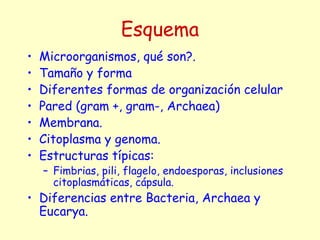 Esquema
• Microorganismos, qué son?.
• Tamaño y forma
• Diferentes formas de organización celular
• Pared (gram +, gram-, Archaea)
• Membrana.
• Citoplasma y genoma.
• Estructuras típicas:
– Fimbrias, pili, flagelo, endoesporas, inclusiones
citoplasmáticas, cápsula.
• Diferencias entre Bacteria, Archaea y
Eucarya.
 