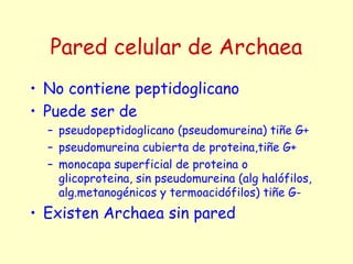 Pared celular de Archaea
• No contiene peptidoglicano
• Puede ser de
– pseudopeptidoglicano (pseudomureina) tiñe G+
– pseudomureina cubierta de proteina,tiñe G+
– monocapa superficial de proteina o
glicoproteina, sin pseudomureina (alg halófilos,
alg.metanogénicos y termoacidófilos) tiñe G-
• Existen Archaea sin pared
 