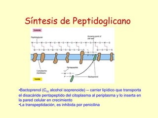 Síntesis de Peptidoglicano
•Bactoprenol (C55 alcohol isoprenoide) -- carrier lipídico que transporta
el disacáride pentapeptido del citoplasma al periplasma y lo inserta en
la pared celular en crecimiento
•La transpeptidación, es inhibida por penicilina
 